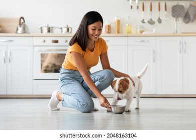 Loving young asian woman petting and feeding her cute long-coat jack russel terrier puppy, kitchen interior, side view, copy space. Pets feeding, healthy, nutritive food for dogs, puppies