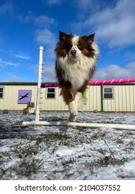 Low Action Shot Of Brown And White Miniature Australian Shepherd Dog Jumping Agility Bar Outside In Snow Covered Grass On Sunny Day With Blue Color Sky 