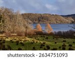 Low afternoon sun lights up lochside bare trees and field rushes on the banks of Loch Melfort. Argyll and Bute, Scotland
