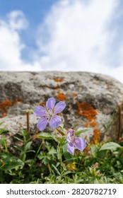 Low Angle Alpine Landscape Featuring Violet Flora and Orange Mossy Stones, Delicate Blossom Growing Tenaciously Beside a Granite Boulder in Spring