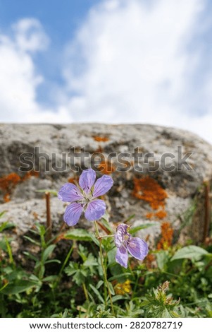 Low Angle Alpine Landscape Featuring Violet Flora and Orange Mossy Stones, Delicate Blossom Growing Tenaciously Beside a Granite Boulder in Spring
