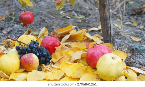   A low angle autumn composition featuring a ripe red pomegranate hanging from a tree branch, suspended above black grapes, quinces, red apples, and more pomegranates scattered on a bed of yellow fallen leaves in an outdoor garden.    