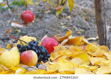   A low angle autumn composition featuring a ripe red pomegranate hanging from a tree branch, suspended above black grapes, quinces, red apples, and more pomegranates scattered on a bed of yellow fallen leaves in an outdoor garden.    