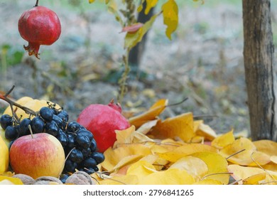   A low angle autumn composition featuring a ripe red pomegranate hanging from a tree branch, suspended above black grapes, quinces, red apples, and more pomegranates scattered on a bed of yellow fallen leaves in an outdoor garden.    