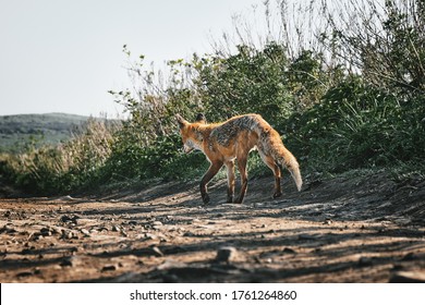 low angle back view of a wild red fox walking along a trail on a background of grass and sky on a sunny summer day. Nature and wildlife concept.