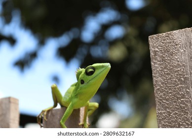 Low angle bright green crested lizard looking up against a soft bokeh background