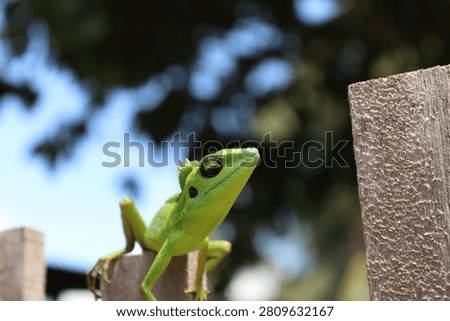 Low angle bright green crested lizard looking up against a soft bokeh background