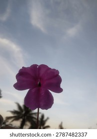 Low angle centered view of a pink purple flower with palm tree silhouette against sunset sky with clouds