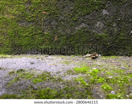 Low angle close up of dark damp concrete wall fully covered with dark green moss above mossy concrete ground with fallen dry brown leaf. Abandoned place, urban decay, damp texture, and natural overgrowth concept.