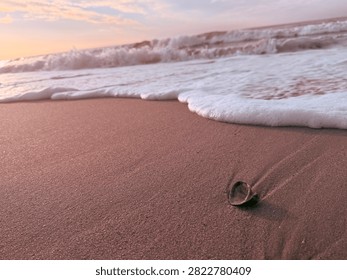 Low angle, up close look at a shell fragment left by the last wave and about to be hit by the next. Myrtle Beach, SC 2026