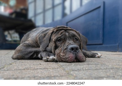 Low angle close up shot of large dog looking sad, depressed, fed up, exhausted, bored.