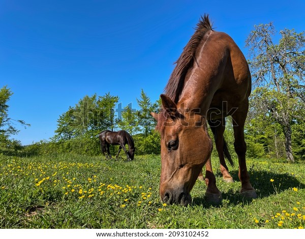 6,130 Horse Angles Images, Stock Photos & Vectors | Shutterstock