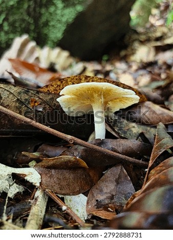 Low angle close-up of a delicate pale yellow wild mushroom growing among dry fallen leaves and twigs on a damp forest floor