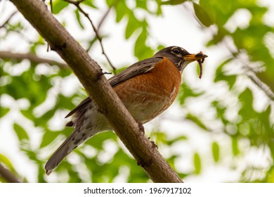 Low angle closeup image of an Eastern Robin subspecies of American Robin (Turdus migratorius) perching on a tree branch holding an earth worm in its beak. 