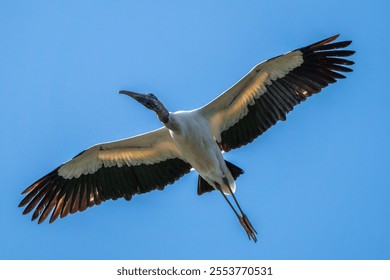 A low angle closeup of a juvenile wood stork, Mycteria americana flying in the blue sky - Powered by Shutterstock