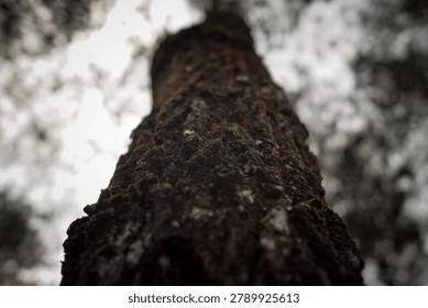 Low angle close-up of a rough dark tree bark with dramatic texture. Worm's eye view looking up at an ancient tree trunk against bright blurred sky and forest canopy, showcasing natural details and depth