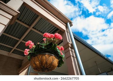 A low angle closeup shot of geraniums in a pot hung on an exterior wall