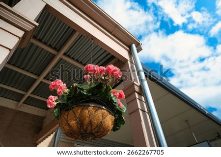 A low angle closeup shot of geraniums in a pot hung on an exterior wall