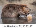Low angle closeup side view of cute beaver out of water feeding on a tree