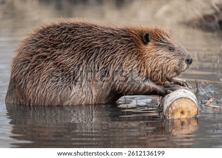 Low angle closeup side view of cute beaver out of water feeding on a tree