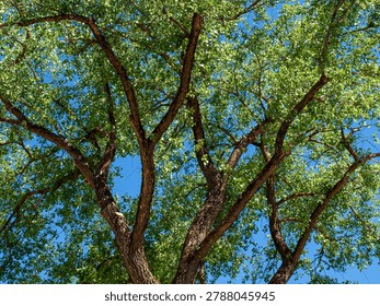 Low angle closeup of twisted gnarled branches and young green foliage of a massive elm tree under a clear blue sky. Beautiful natural background for spring season, ecology, environmental conservation and botany design concepts.