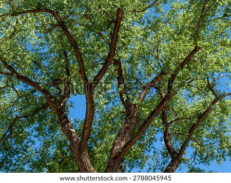 Low angle closeup of twisted gnarled branches and young green foliage of a massive elm tree under a clear blue sky. Beautiful natural background for spring season, ecology, environmental conservation and botany design concepts.