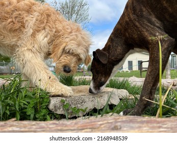 Low Angle Closeup Of Two Dogs Sniffing Outside On Rocks In Fenced Yard, Goldendoodle 