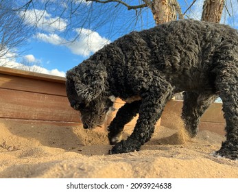 Low Angle Closeup View Of Active Black Colored Senior Cockapoo Dog Fulfill Instinctual Need By Digging In Sand Box Outside On Sunny Day With Blue Sky And White Clouds In Background 