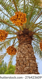 Low angle close-up view of a date palm tree loaded with bunches of fresh yellow dates against a clear blue sky.