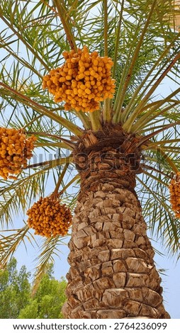 Low angle close-up view of a date palm tree loaded with bunches of fresh yellow dates against a clear blue sky.