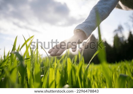 Low angle closeup view of female hand gently stoking green young wheat growing in the field lit by the sunlight.