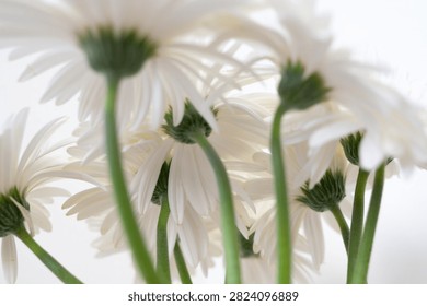Low angle closeup of white daisy blooms beneath soft backlight, showing translucent petal texture, green stems, delicate floral detail, and fresh natural garden beauty