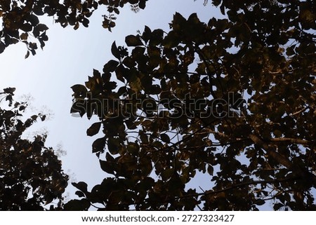 Low Angle Dark Tree Canopy Silhouette, Dense Leaves and Branches Against Bright Sky, Dramatic Upward Forest View, Serene Nature Background
