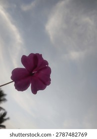 Low angle diagonal view of a pink purple flower on the left side against cloudy sky and palm tree silhouette