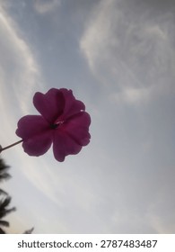 Low angle diagonal view of a pink purple flower held on left side against cloudy sky and palm tree silhouette