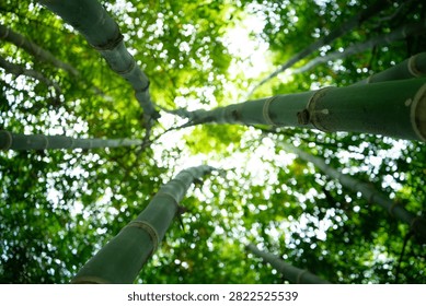 Low angle dynamic wide-angle shot looking up at smooth green bamboo culms reaching toward a bright sunlit canopy with sparkling bokeh.