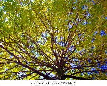 Low Angle Elm Tree