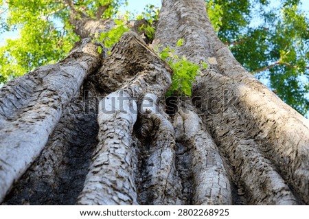 Low angle extreme close up of a massive ancient tree trunk with thick bark