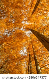 Low angle eye view of warm outdoor in autumn season, camera look staight up from groun. Red pine tree