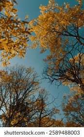 A low angle of fall trees against the blue sky