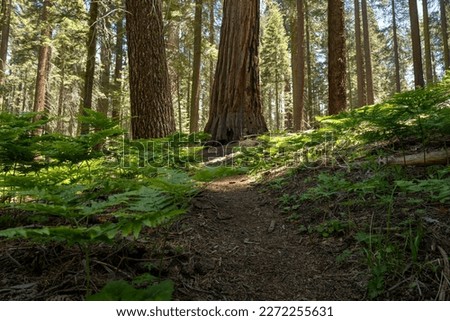 Low Angle of Ferns At The Base of Sequoia Tree in Sequoia National Park