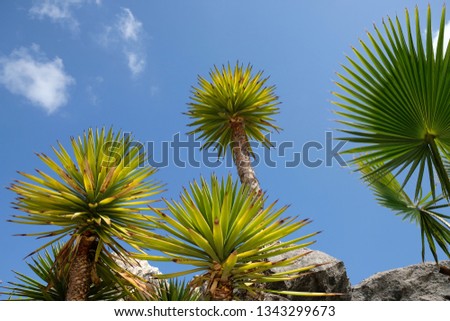 
Low angle of four yucca plant tops, visible radial green and yellow leaves, light blue sky and small fluffy white clouds in the background and some rocks at the bottom of the frame.