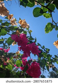 Low angle framing of dense deep pink bougainvillea flower branches swaying against a clear summer sky.
