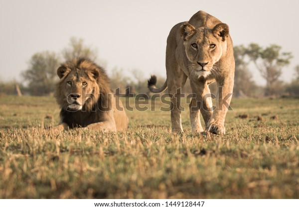 Low angle front shot of\
stalking lioness coming straight for the camera with male lion in\
the back