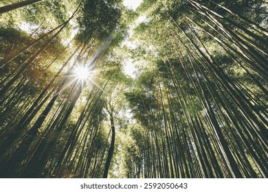 Low angle full frame shot of green bamboos against the sun. Low angle view of plants are in forest. It is in Kyoto city.