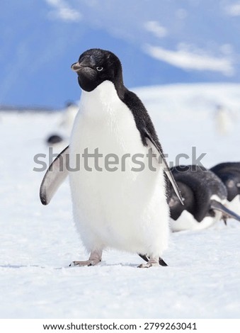A low angle, full length shot of a single Adelie penguin  Pygoscelis adeliae  confidently striding across the pristine snow and ice under a clear blue sky, with a second penguin softly blurred in the background