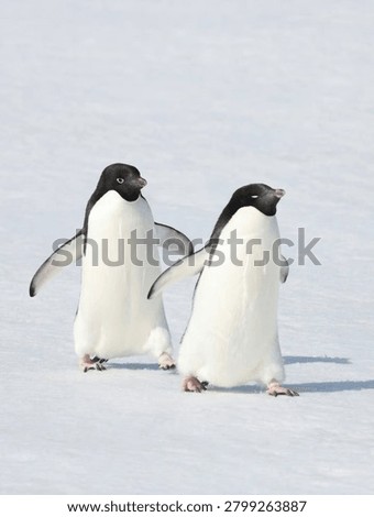 A low angle, full length shot of a single double penguin Pygoscelis adeliae confidently striding across the pristine snow and ice under a clear blue sky, with a second penguin softly blurred in the background