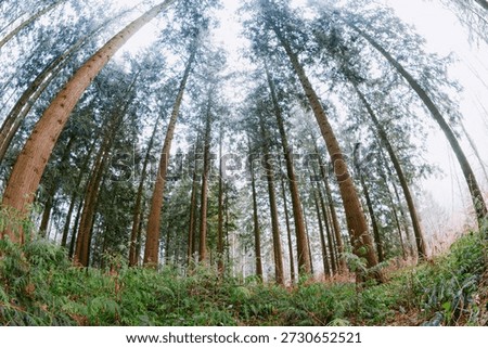 Low angle, ground level fish eye view looking up at a dense coniferous forest canopy. Ultra wide fish eye distortion, overcast winter day, no people