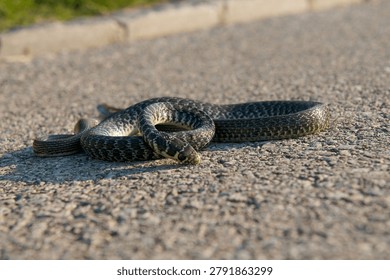 Low angle ground level view of a dead Natrix tessellata diced water snake lying on an asphalt path. Visualizing wildlife vehicle collisions, habitat fragmentation and environmental conservation issues in Lugano, Ticino canton, Switzerland.
