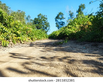 Low angle ground level view of an empty unpaved dirt road surrounded by lush green tropical bushes and trees under a clear bright blue sky on a sunny day. Natural landscape background with shadows on the road, concept of journey, adventure, and rural countryside.